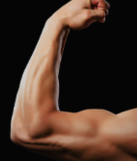 Toned Biceps